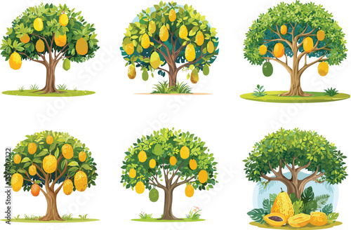 Jackfruit Fruit - Large tropical canopy