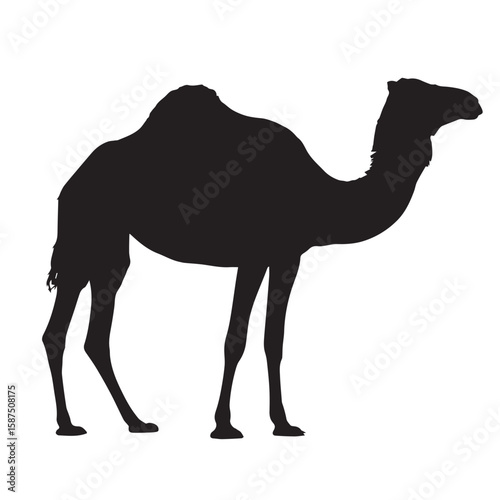 Majestic Camel Silhouette A Striking Black and White Image of Desert Wildlife | Dromedary Animal Silhouette Illustration | Desert Creature Concept 