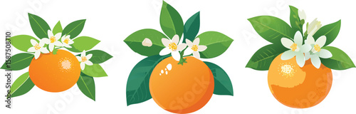 Organic Tangerines, Vibrant & Flavorful