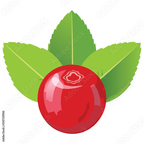 Tart Cranberries, Vibrant Red Berries