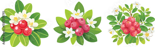 Fresh Lingonberries, Unique Flavor