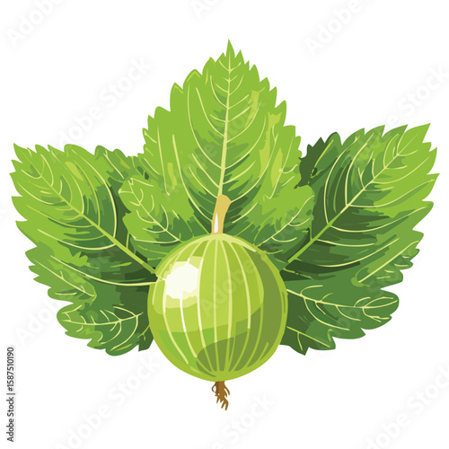 Fresh Gooseberries, Unique Berry Flavor