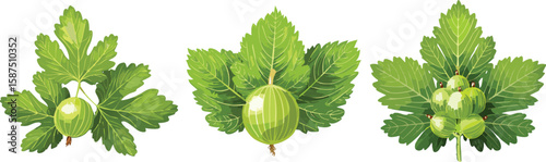 Organic Gooseberries, Perfect for Pies