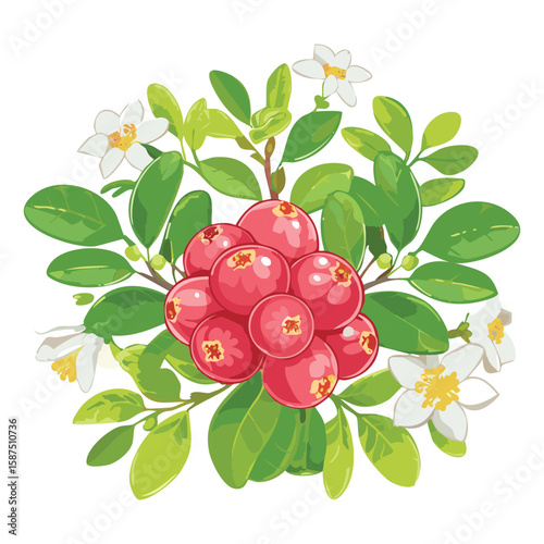 Red Lingonberries, Scandinavian Delight
