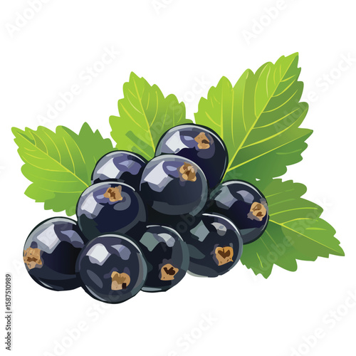 Black Currants, Rich Antioxidant