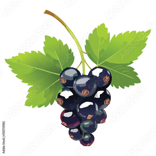 Red Currants, Vibrant & Tart