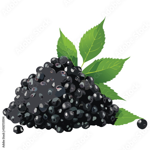 Fresh Elderberries, Medicinal & Unique