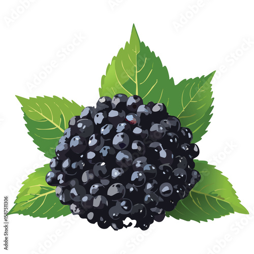 Organic Elderberries, Powerful Antioxidant