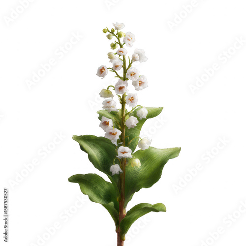 A beautiful white lily of the valley flower with delicate blooms and vibrant green leaves, isolated on a white background, perfect for botanical and floral designs.