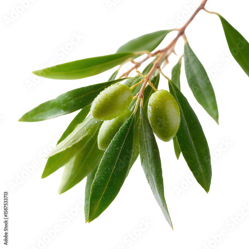 A close-up of a fresh olive branch featuring green olives and lush leaves, showcasing nature's beauty against a white isolate background.
