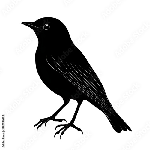 Thrush black silhouette isolated on a transparent background