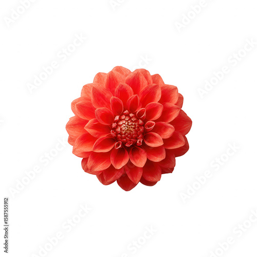 A vibrant red dahlia flower showcasing its intricate petals against a white isolated background, perfect for floral themes and aesthetic compositions.