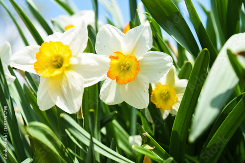 Quadro em tela Close-up of blooming daffodil Flower Record with bright yellow petals and orange cup, captured in sunny weather