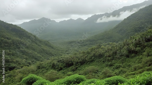 Misty Tropical Valley with Palm Canopy