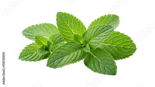 vibrant green mint leaves with a crisp fresh appearance PNG