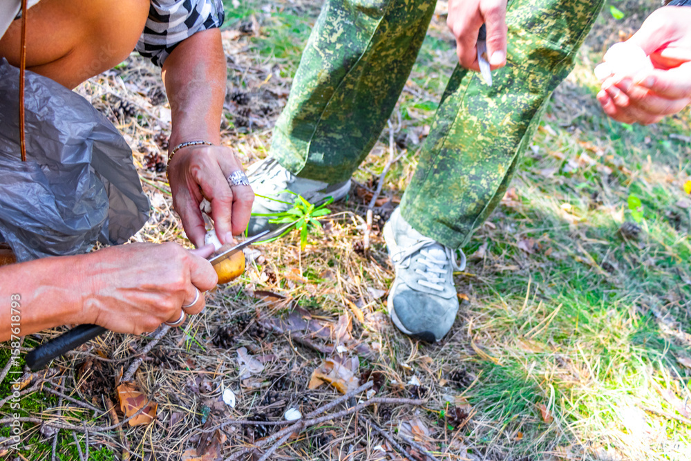 Fototapeta premium Cutting mushroom in the forest Mushrooms in the hand Belarus.
