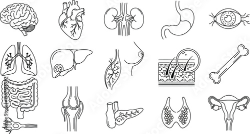 Vector art of a detailed line art illustration of various human internal organs, including the brain, heart, kidneys, and lungs, isolated on white background