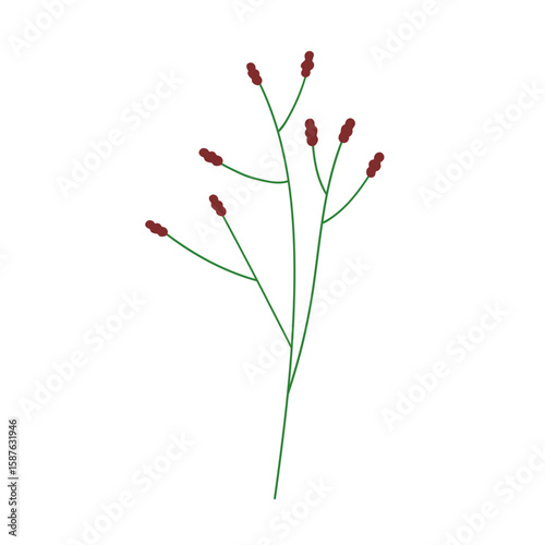 Burnet, floral plant. Field herb branch. Sanguisorba wildflower, thin stem and herbal blooms. Meadow sprig. Botanical natural decoration. Flat vector illustration isolated on white background
