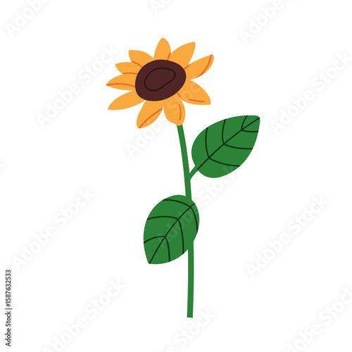 Sunflower, farm plant. Sun flower blossom with yellow petals, stem and leaves. Summer field flora, floral bloom with seads, agriculture crop. Flat vector illustration isolated on white background