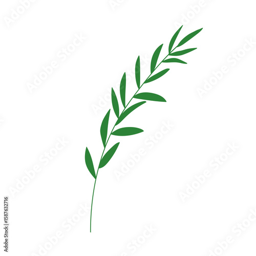 Leaf branch, greenery. Delicate olive leaves, sprig, green twig. Botanical de...