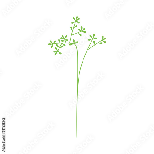 Green leaf branch. Gentle greenery sprig, thin stem, decorative tiny leaves. ...