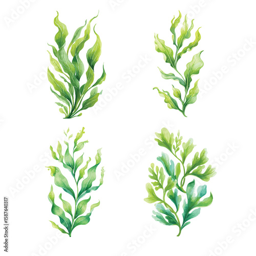 Set of seaweed, isolated watercolor illustration