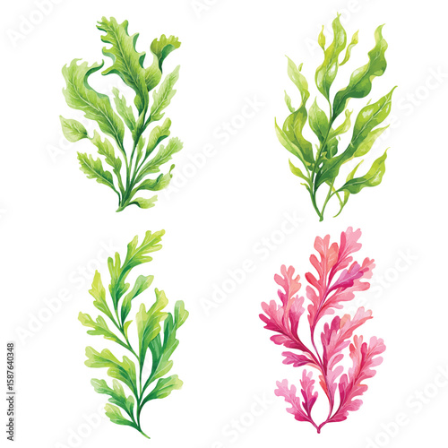 Set of seaweed, isolated watercolor illustration