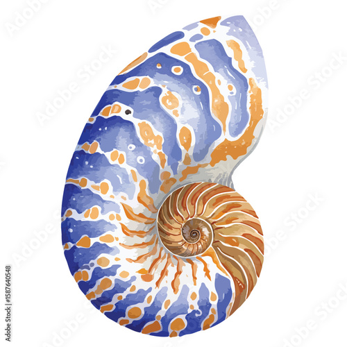 Nautilus shell isolated on white