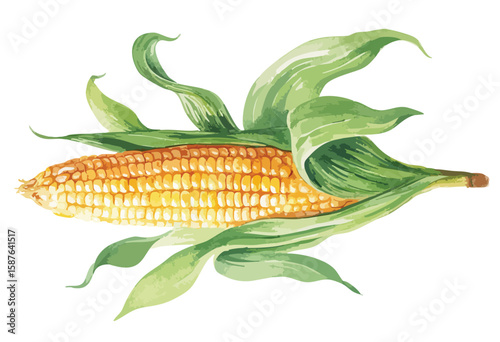 Corn with green leaves, isolated watercolor illustration
