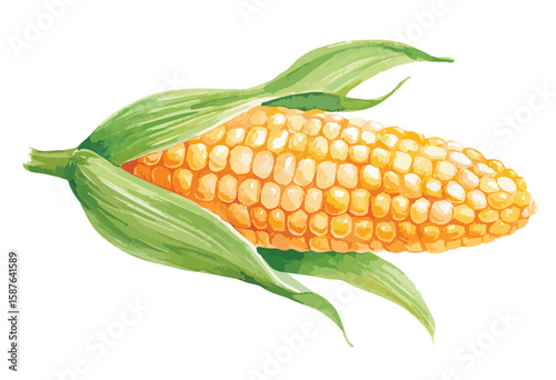 Corn on the cob, isolated watercolor illustration