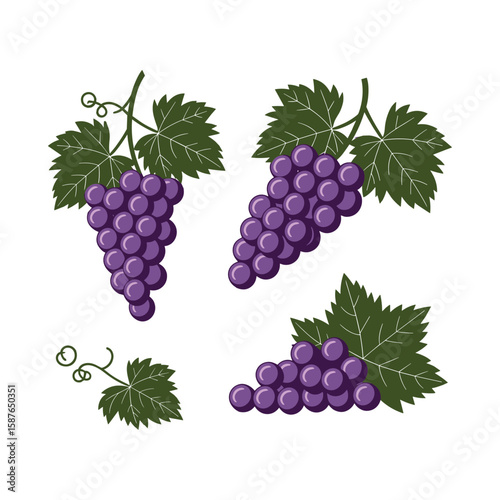 Purple grapes bunch with leaves, fresh juicy fruit vector illustration set on white background.