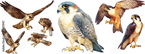 falcon watercolor clipart