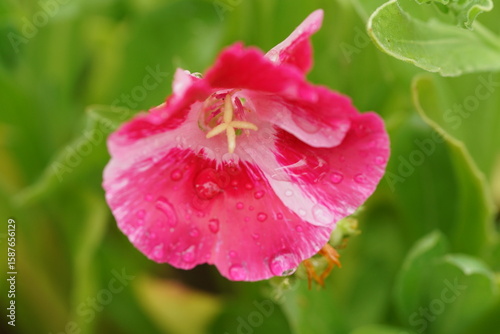 pink flower in the garden