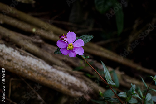 Osbeckia octandra. Captivating Purple flower in Bloom, Native Floral Beauty in Nature Photography. Vibrant Purple Petals of Osbeckia octandra. Stunning Sri Lankan flower in Natural Light Photography