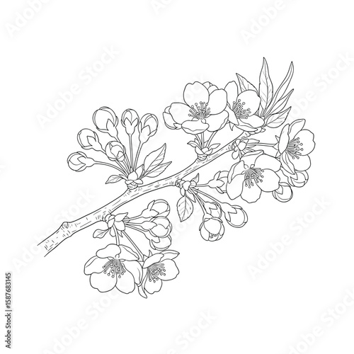 Exquisite line drawing of a blooming cherry blossom branch with delicate petals and buds showcasing nature's ephemeral beauty in spring