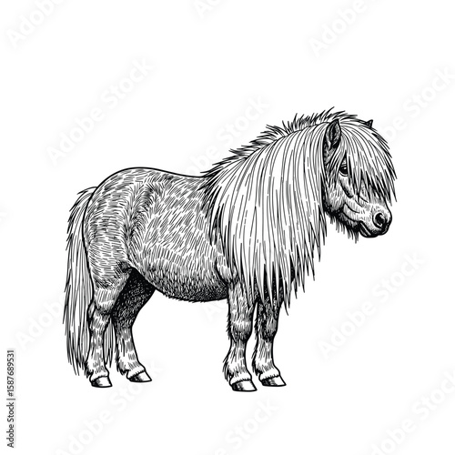 A detailed black and white illustration of a shaggy mane pony standing proudly in profile