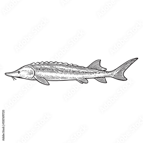 Vintage Sturgeon Fish Illustration - Black and White Hand-Drawn Aquatic Art for Decor