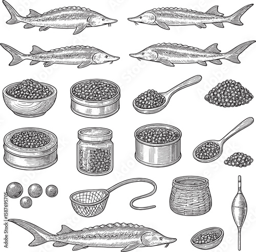 Vintage illustration of sturgeons and caviar in bowls, jars, and spoons, showcasing traditional fishing and gourmet food art