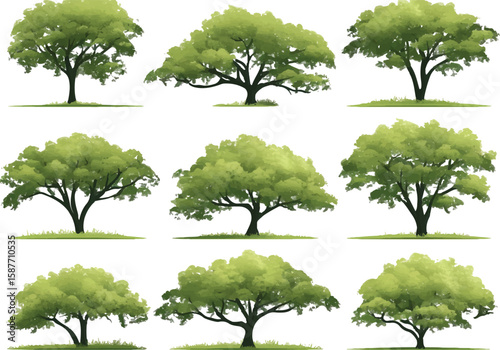 Collection of isolated tree illustrations with natural foliage and seasonal landscape elements