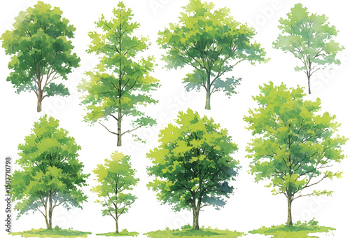 Green tree isolated on white background with leaves and branches showing nature and growth