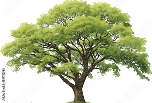 Green tree isolated on white background with leaves and branches showing natural growth and foliage