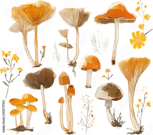 vector illustration of mushrooms