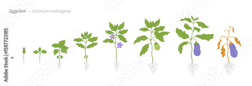 Sprouting stages of eggplant from seed to harvest