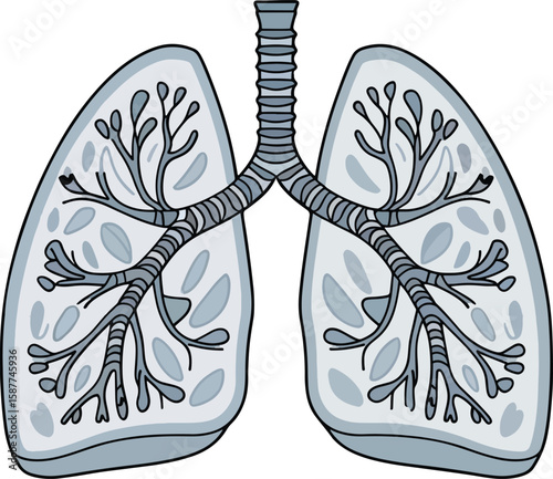 Human Lungs Medical Anatomy Editable Vector Illustration. Detailed Respiratory System Organ Drawing for Healthcare and Education