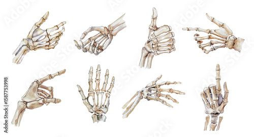 Realistic skeleton hand, elements set. Watercolor illustration collection of different hand gestures. Isolated clipart with clear even edge on transparent background