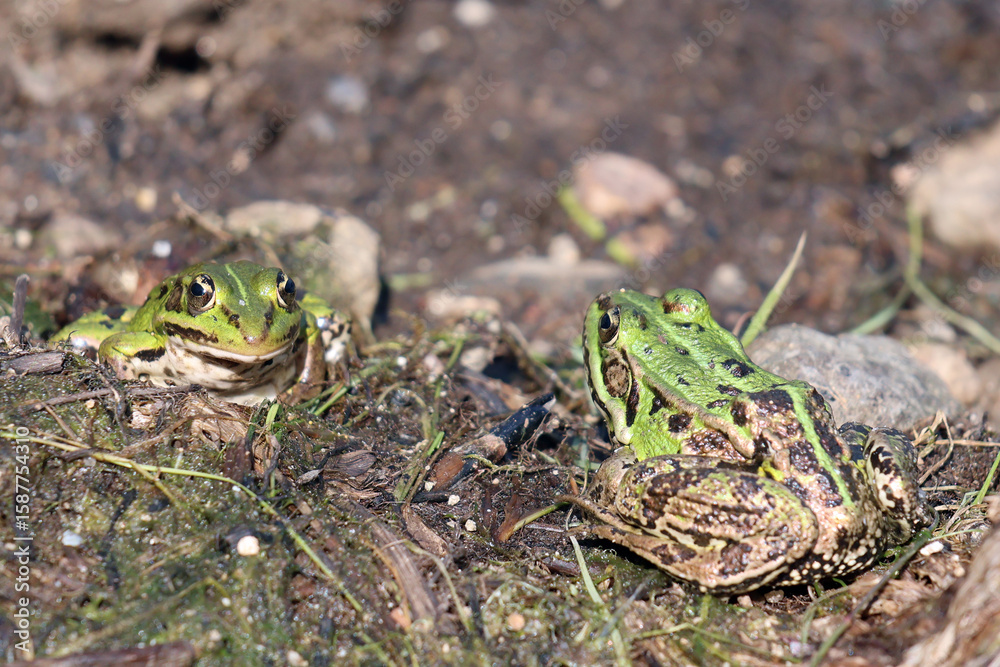 Fototapeta premium 2 grenouilles vertes sur la berge