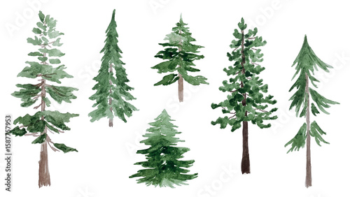 Set of hand-painted Forest Firs and Pines in watercolor. Design For Christmas Card Design, Banners, Patterns. Vector