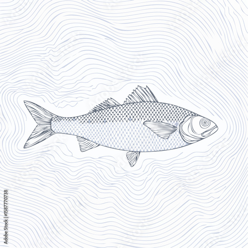 Fish seen beneath shallow water with light ripple effect, stylized in overhead vector sketch.