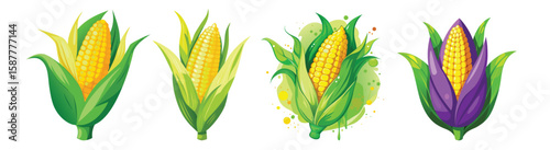 Fresh sweet corn cobs with green leaves agriculture food set collection vector illustration
