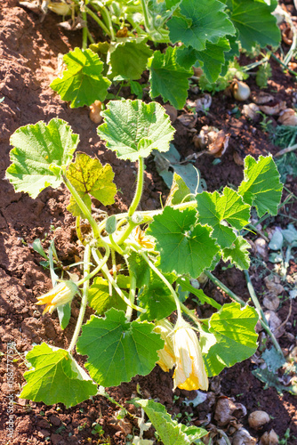 a pumpkin plant with leaves and a yellow flower grows in the ground